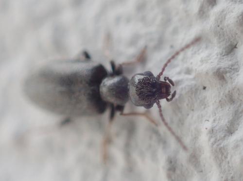 Réf. 220 527 : Microhoria sp.